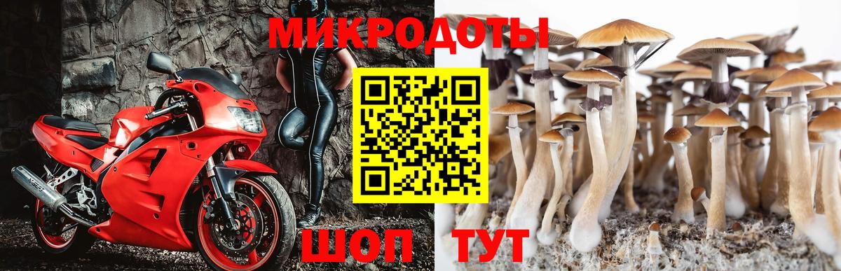 купить наркотики цена  Вход с VPN  Тулун  Псилоцибиновые грибы Cubensis 